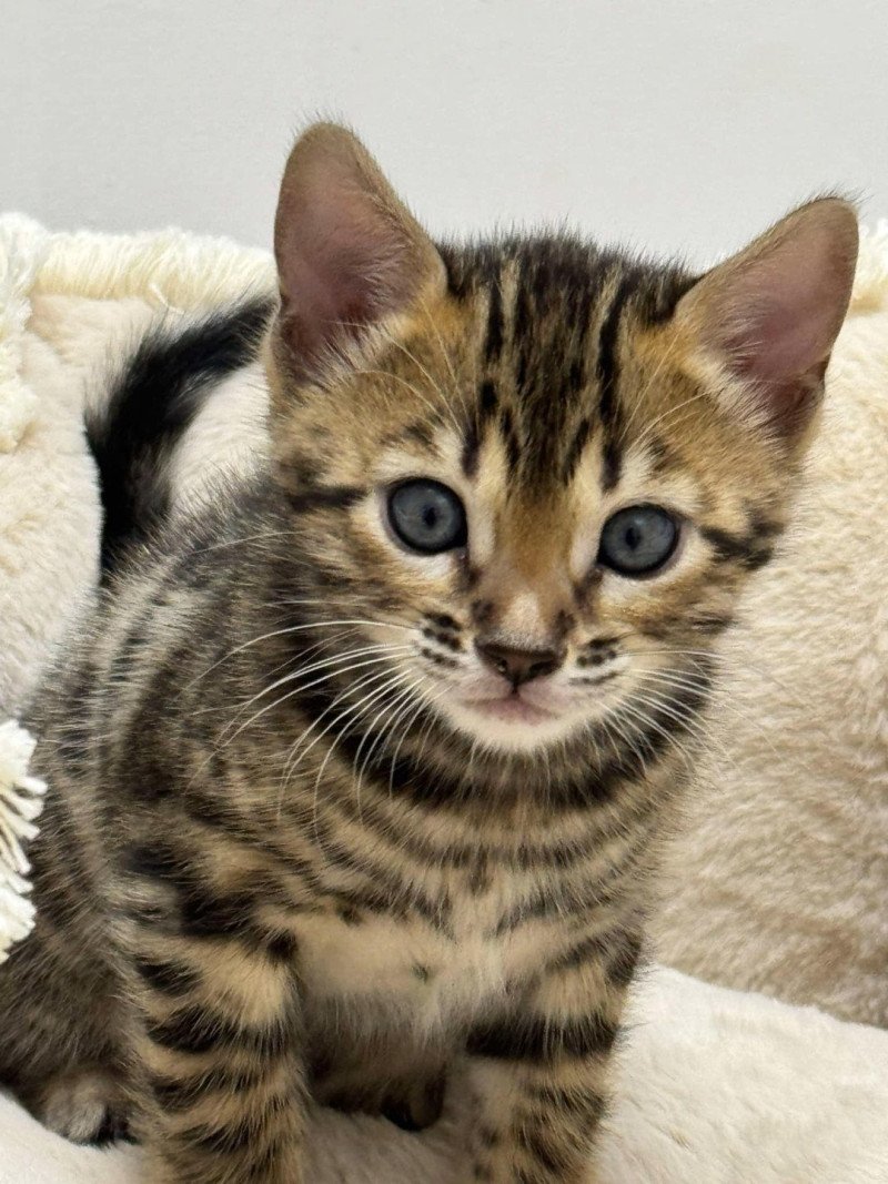 SUA SIAM WALLIE Mâle Bengal SUA SIAM WALLIE Mâle Bengal