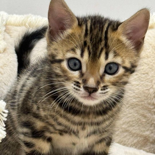 SUA SIAM WALLIE Mâle Bengal