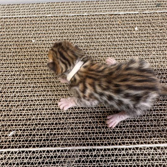 1er chaton (Portée SUPREME CHAMPIONNE- SUA SIAM TAGADA OF LOVE ❤ RW SUPREME GRAND CHAMPION PARDUS DEI UNDER THE SUN 2026) - Femelle brown spotted / rosettes COLLIER BLANC Femelle Bengal