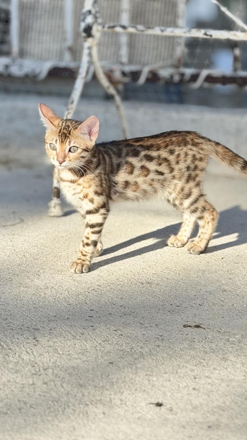 BANGKOK Femelle Bengal