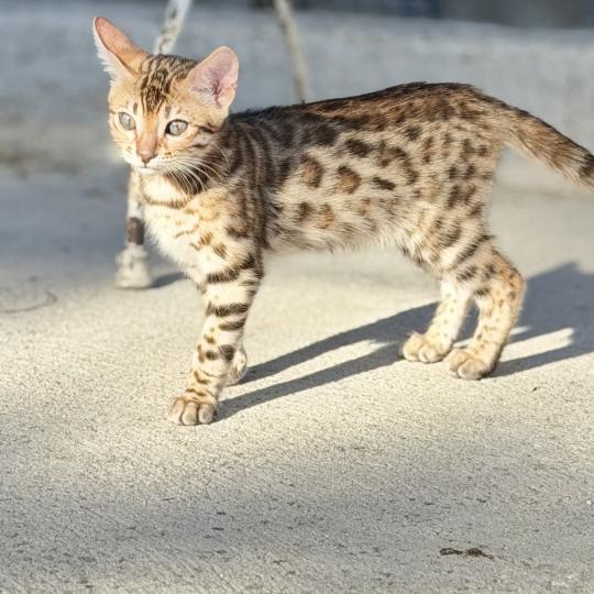 SUA SIAM BANGKOK Femelle Bengal