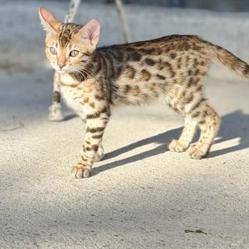 chaton Bengal brown spotted / rosettes BANGKOK ELEVAGE BENGAL CHATTERIE SUA SIAM