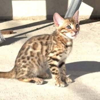 chaton Bengal brown spotted / rosettes BANGKOK ELEVAGE BENGAL CHATTERIE SUA SIAM