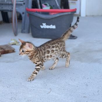 chaton Bengal brown spotted / rosettes BANGKOK ELEVAGE BENGAL CHATTERIE SUA SIAM