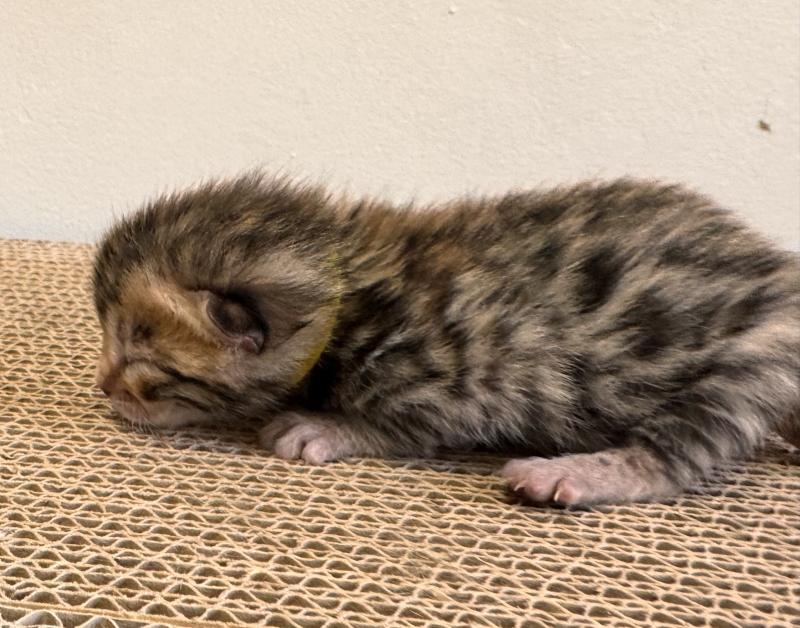 2e chaton (Portée SUPREME CHAMPIONNE- SUA SIAM TAGADA OF LOVE ❤ RW SUPREME GRAND CHAMPION PARDUS DEI UNDER THE SUN 2026) - Femelle brown spotted / rosettes COLLIER JAUNE. Femelle Bengal