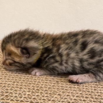 chaton Bengal brown spotted / rosettes ELEVAGE BENGAL CHATTERIE SUA SIAM