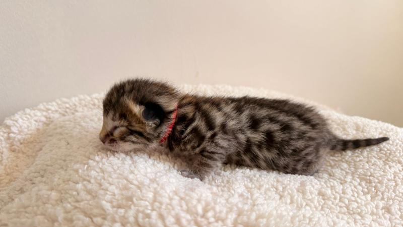 3e chaton (Portée SUPREME CHAMPIONNE- SUA SIAM TAGADA OF LOVE ❤ RW SUPREME GRAND CHAMPION PARDUS DEI UNDER THE SUN 2026) - Mâle brown spotted / rosettes COLLIER ROUGE Mâle Bengal