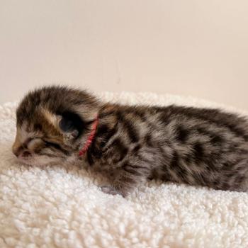 chaton Bengal brown spotted / rosettes ELEVAGE BENGAL CHATTERIE SUA SIAM