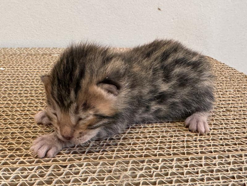 4e chaton (Portée SUPREME CHAMPIONNE- SUA SIAM TAGADA OF LOVE ❤ RW SUPREME GRAND CHAMPION PARDUS DEI UNDER THE SUN 2026) - Mâle brown spotted / rosettes COLLIER BLEU Mâle Bengal