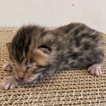 chaton Bengal brown spotted / rosettes ELEVAGE BENGAL CHATTERIE SUA SIAM