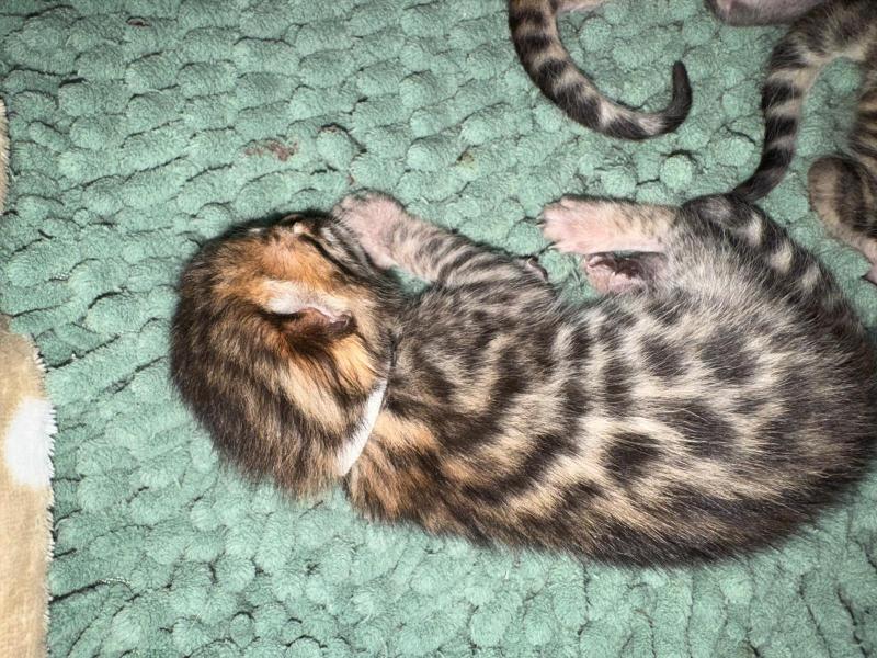 SUA SIAM 1 BAGHERA Mâle Bengal