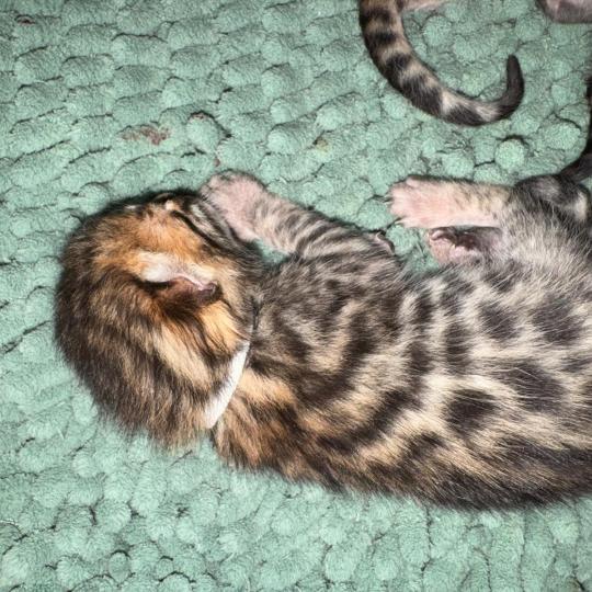 SUA SIAM -1 BAGHERA BLANC Mâle Bengal