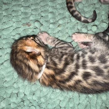 chaton Bengal brown spotted / rosettes ELEVAGE BENGAL CHATTERIE SUA SIAM