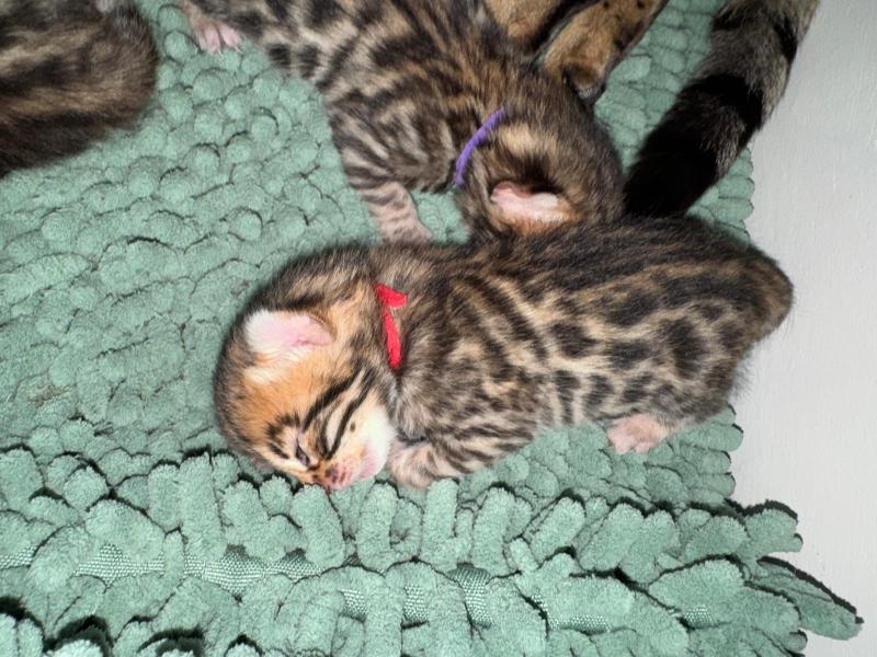 2e chaton (Portée CHAMPIONNE HYPNOTIC'BENGAL UNBREAK MY HEART ❤ RW SUPREME GRAND CHAMPION PARDUS DEI UNDER THE SUN 2026) - Femelle brown spotted / rosettes 2-COLLIER ROUGE Femelle Bengal