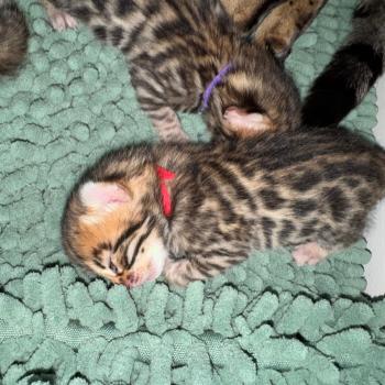 chaton Bengal brown spotted / rosettes ELEVAGE BENGAL CHATTERIE SUA SIAM