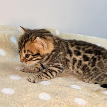 chaton Bengal brown spotted / rosettes -2 BELLA ROUGE ELEVAGE BENGAL CHATTERIE SUA SIAM