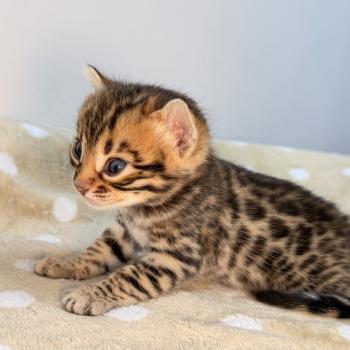 chaton Bengal brown spotted / rosettes -2 BELLA ROUGE ELEVAGE BENGAL CHATTERIE SUA SIAM