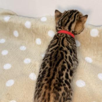 chaton Bengal brown spotted / rosettes -2 BELLA ROUGE ELEVAGE BENGAL CHATTERIE SUA SIAM