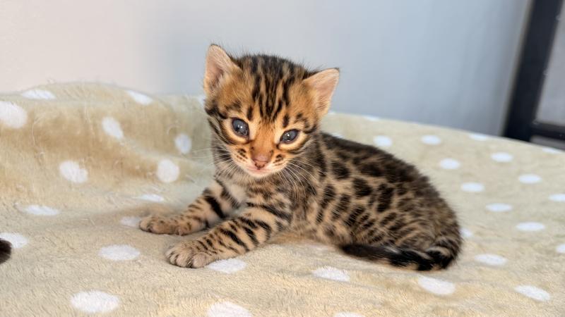 SUA SIAM BELLA ROUGE Femelle Bengal