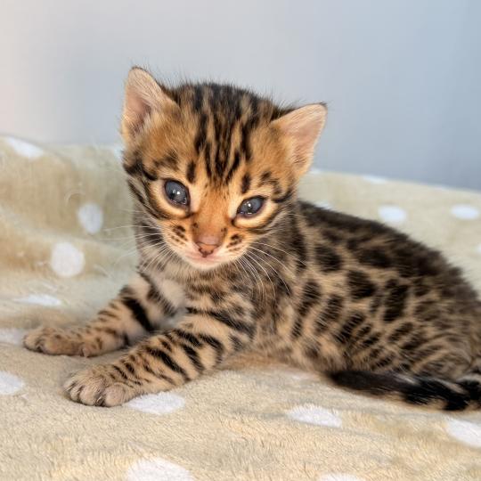 SUA SIAM -2 BELLA ROUGE Femelle Bengal