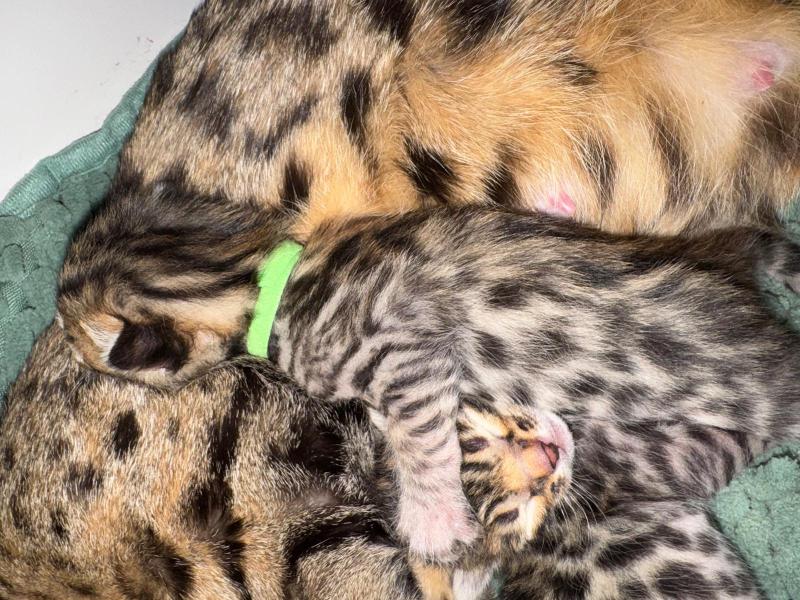 3e chaton (Portée CHAMPIONNE HYPNOTIC'BENGAL UNBREAK MY HEART ❤ RW SUPREME GRAND CHAMPION PARDUS DEI UNDER THE SUN 2026) - Femelle brown spotted / rosettes 3-COLLIER VERT Femelle Bengal