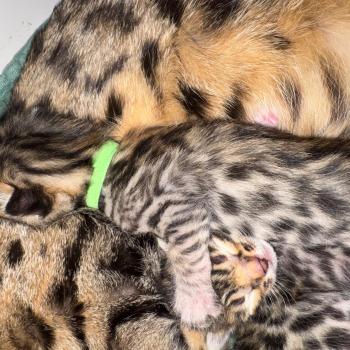 chaton Bengal brown spotted / rosettes ELEVAGE BENGAL CHATTERIE SUA SIAM