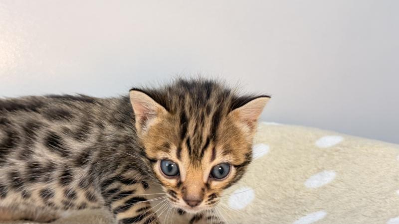 SUA SIAM BALAMI VERT Femelle Bengal