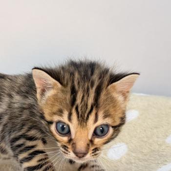 chaton Bengal brown spotted / rosettes -3 BALAMI VERT ELEVAGE BENGAL CHATTERIE SUA SIAM