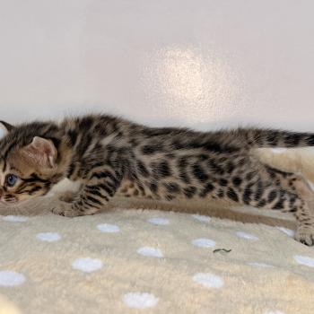 chaton Bengal brown spotted / rosettes -3 BALAMI VERT ELEVAGE BENGAL CHATTERIE SUA SIAM