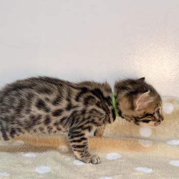 chaton Bengal brown spotted / rosettes -3 BALAMI VERT ELEVAGE BENGAL CHATTERIE SUA SIAM