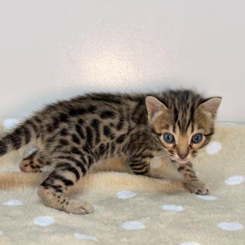 chaton Bengal brown spotted / rosettes -3 BALAMI VERT ELEVAGE BENGAL CHATTERIE SUA SIAM