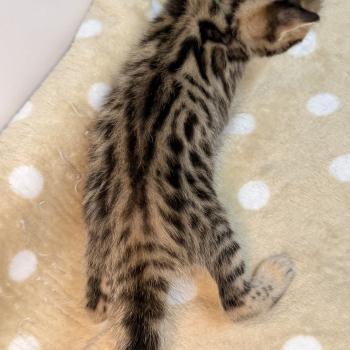 chaton Bengal brown spotted / rosettes -3 BALAMI VERT ELEVAGE BENGAL CHATTERIE SUA SIAM
