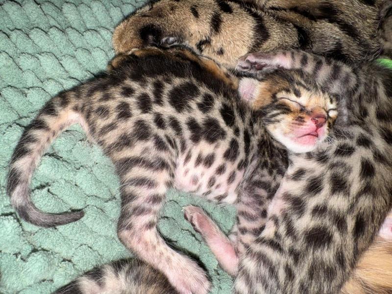 4e chaton (Portée CHAMPIONNE HYPNOTIC'BENGAL UNBREAK MY HEART ❤ RW SUPREME GRAND CHAMPION PARDUS DEI UNDER THE SUN 2026) - Mâle brown spotted / rosettes 4-COLLIER ORANGE Mâle Bengal