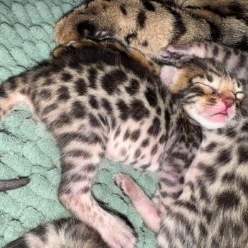 chaton Bengal brown spotted / rosettes ELEVAGE BENGAL CHATTERIE SUA SIAM