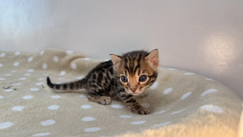 SUA SIAM BANCHA ORANGE Mâle Bengal