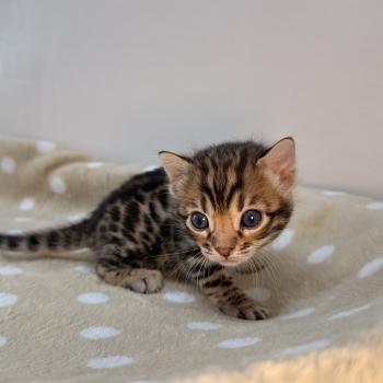 chaton Bengal brown spotted / rosettes -4 BANCHA ORANGE ELEVAGE BENGAL CHATTERIE SUA SIAM