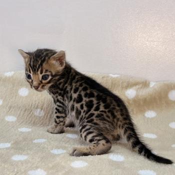 chaton Bengal brown spotted / rosettes -4 BANCHA ORANGE ELEVAGE BENGAL CHATTERIE SUA SIAM