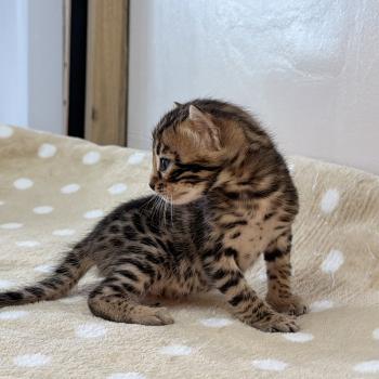 chaton Bengal brown spotted / rosettes -4 BANCHA ORANGE ELEVAGE BENGAL CHATTERIE SUA SIAM