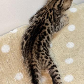 chaton Bengal brown spotted / rosettes -4 BANCHA ORANGE ELEVAGE BENGAL CHATTERIE SUA SIAM