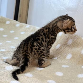 chaton Bengal brown spotted / rosettes -4 BANCHA ORANGE ELEVAGE BENGAL CHATTERIE SUA SIAM