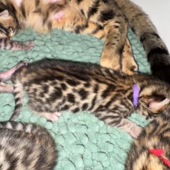 chaton Bengal brown spotted / rosettes ELEVAGE BENGAL CHATTERIE SUA SIAM