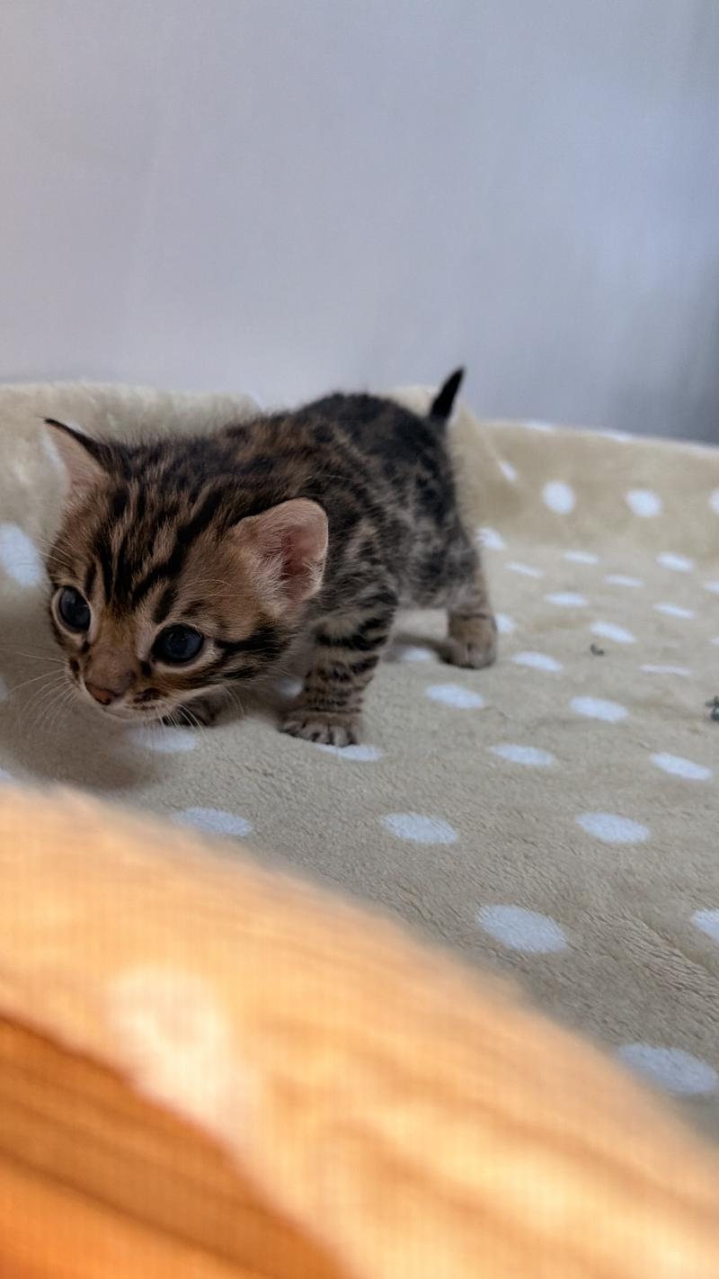 SUA SIAM BAYA VIOLET Femelle Bengal