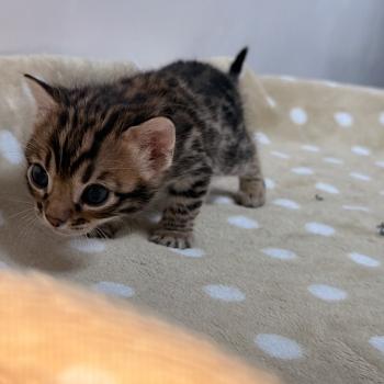 chaton Bengal brown spotted / rosettes -5 BAYA VIOLET ELEVAGE BENGAL CHATTERIE SUA SIAM