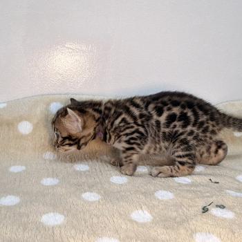 chaton Bengal brown spotted / rosettes -5 BAYA VIOLET ELEVAGE BENGAL CHATTERIE SUA SIAM