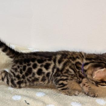 chaton Bengal brown spotted / rosettes -5 BAYA VIOLET ELEVAGE BENGAL CHATTERIE SUA SIAM