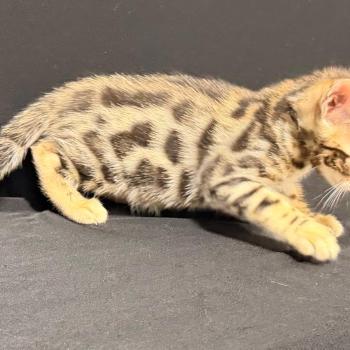 chaton Bengal brown spotted / rosettes 1 BROWN ELEVAGE BENGAL CHATTERIE SUA SIAM