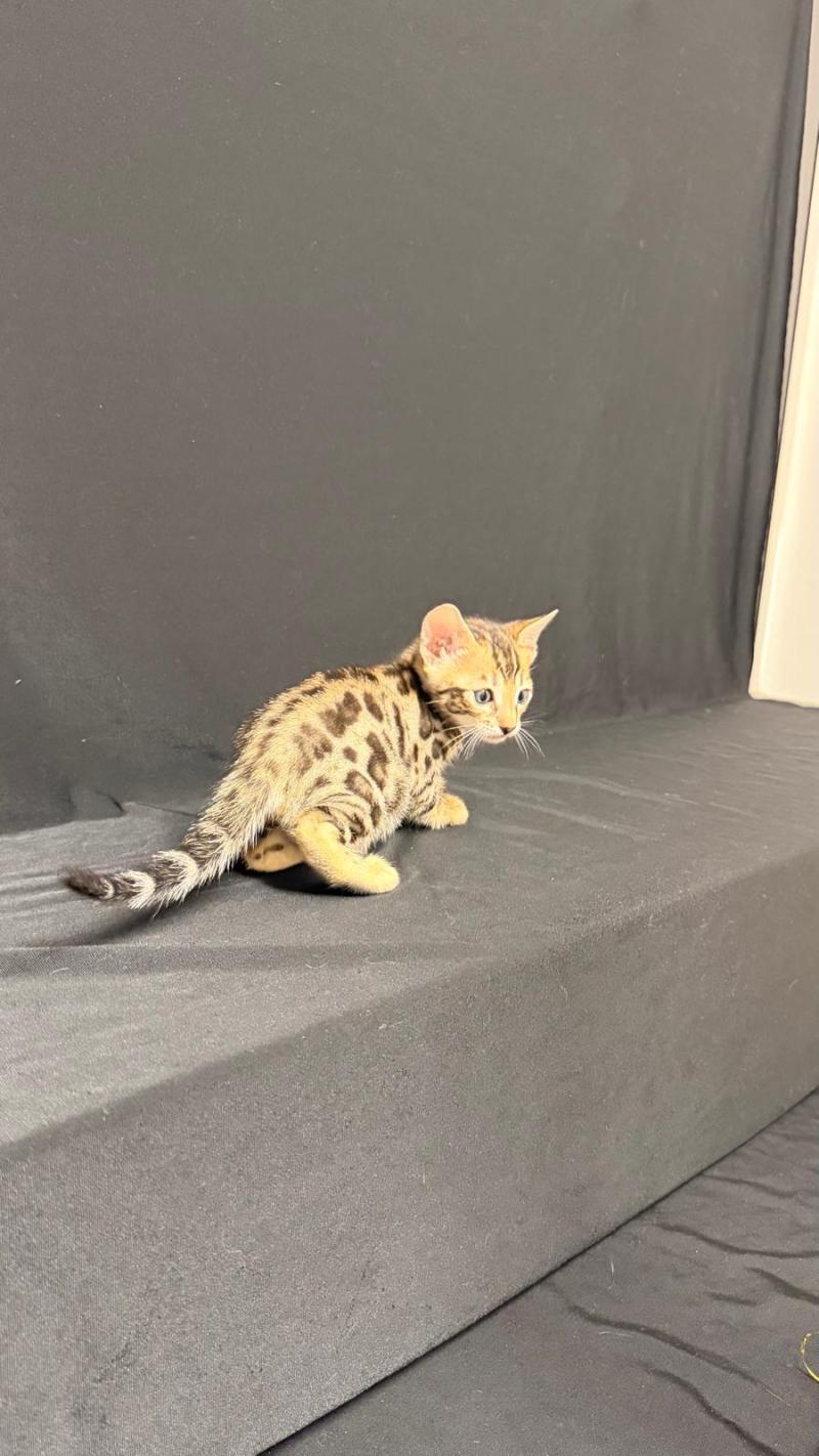 SUA SIAM BANANA PEARL Femelle Bengal