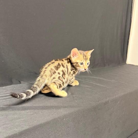 SUA SIAM BANANA PEARL Femelle Bengal