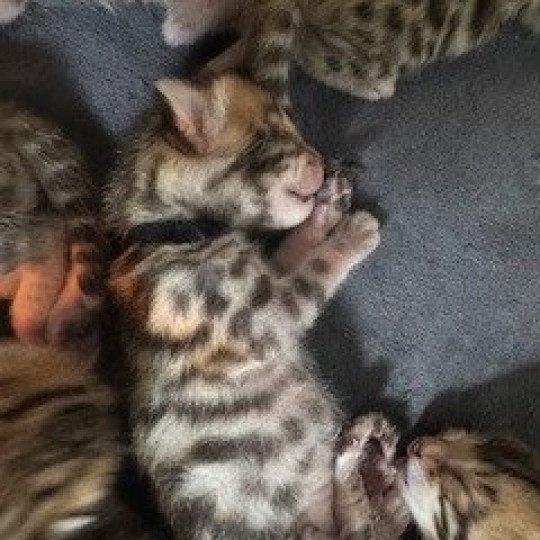 SUA SIAM ZIMBA Mâle Bengal