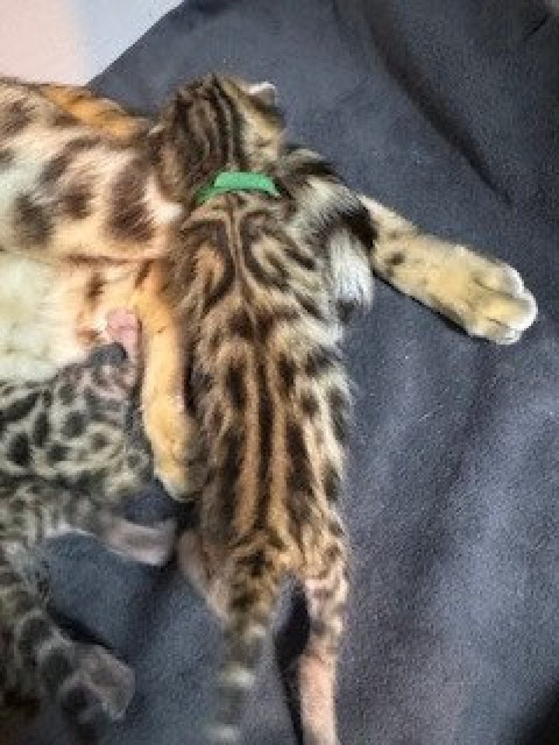 SUA SIAM YAKUZA Mâle Bengal